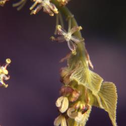 Celtis occidentalis (hackberry), flowers and new leaves detail