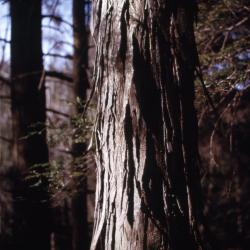 Carya ovata (shagbark hickory), slender trunk