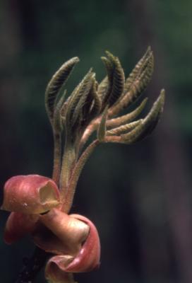 Carya ovata (shagbark hickory),  unfolding leaves