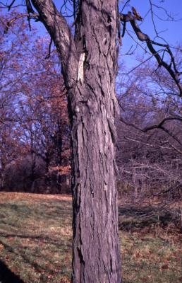 Carya ovata (shagbark hickory), mature trunk