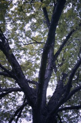 Carya ovata (shagbark hickory), mature tree and branches detail