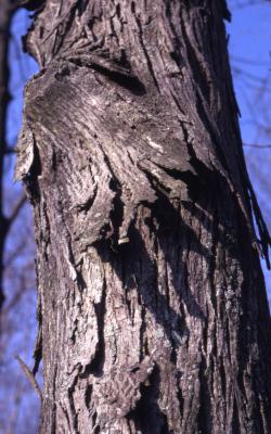 Carya ovata (shagbark hickory), bark detail