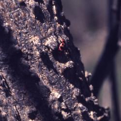 Celtis occidentalis (hackberry), bark detail