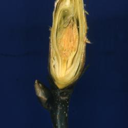Carya ovata (shagbark hickory), terminal bud detail