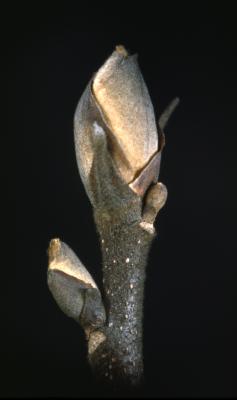 Carya ovata (shagbark hickory), buds detail