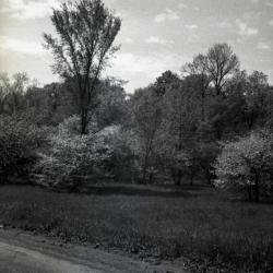  Arboretum grounds, natural area near Parking Lot 7, view from unpaved road