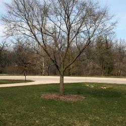 Ulmus 'Morton Plainsman' (VANGUARD) (VANGUARD™ Elm), habit, spring