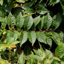Ulmus ×hollandica 'Jacqueline Hillier' (Jacqueline Hillier Netherland Elm), leaf, summer