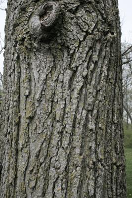 Ulmus ×hollandica 'Klemmer' (Klemmer Netherland Elm), bark, trunk