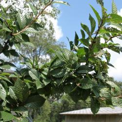 Ulmus (hybrid) (Hybrid Elm), leaf, summer