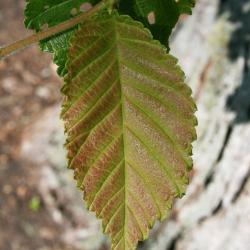 Ulmus (carpinifolia x japonica) (Smooth-leaved-Japanese Hybrid Elm), leaf, spring