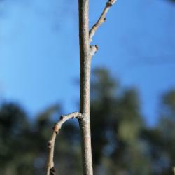 Ulmus (carpinifolia x pumila) (Smooth-leaved-Siberian Hybrid Elm) , bark, twig
