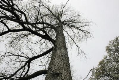 Ulmus ×hollandica 'Klemmer' (Klemmer Netherland Elm), bark, trunk