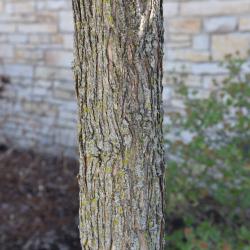 Ulmus 'Morton Glossy' (TRIUMPH) (TRIUMPH™ Elm), bark, trunk