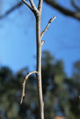 Ulmus (carpinifolia x pumila) (Smooth-leaved-Siberian Hybrid Elm) , bark, twig