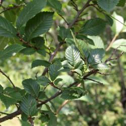 Ulmus (hybrid) (Hybrid Elm), leaf, summer