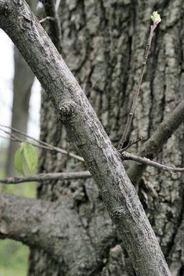 Ulmus ×hollandica 'Klemmer' (Klemmer Netherland Elm), bark, branch