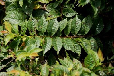 Ulmus ×hollandica 'Jacqueline Hillier' (Jacqueline Hillier Netherland Elm), leaf, summer