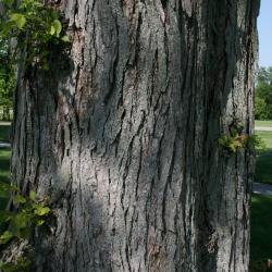 Ulmus (carpinifolia x japonica) (Smooth-leaved-Japanese Hybrid Elm), bark, mature