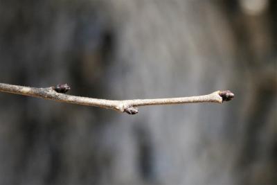 Ulmus (carpinifolia x pumila) (Smooth-leaved-Siberian Hybrid Elm) , bud, lateral