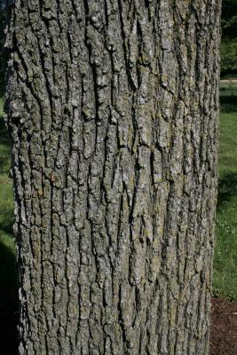 Ulmus ×hollandica 'Klemmer' (Klemmer Netherland Elm), bark, mature
