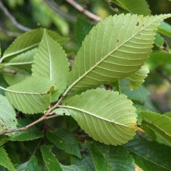 Ulmus 'Morton Glossy' (TRIUMPH) (TRIUMPH™ Elm), leaf, lower surface