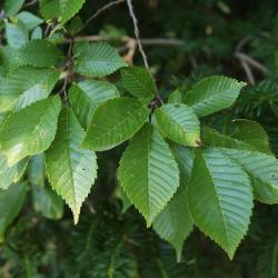 Ulmus 'Morton Glossy' (TRIUMPH) (TRIUMPH™ Elm), leaf, upper surface