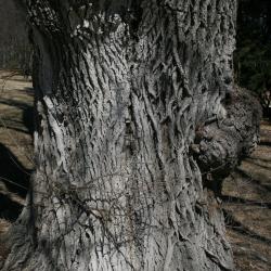 Ulmus (carpinifolia x pumila) (Smooth-leaved-Siberian Hybrid Elm), bark, mature