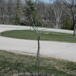 Ulmus ('Morton Plainsman' x U. parvifolia) (Elm), habit, spring