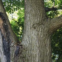 Ulmus 'Morton Glossy' (TRIUMPH) (TRIUMPH™ Elm), bark, mature