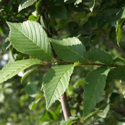 Ulmus (hybrid) (Hybrid Elm), leaf, upper surface