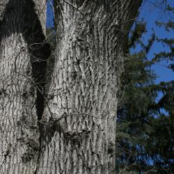 Ulmus (carpinifolia x pumila) (Smooth-leaved-Siberian Hybrid Elm) , bark, mature