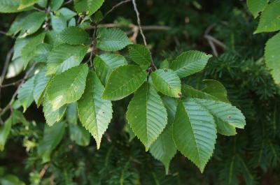 Ulmus 'Morton Glossy' (TRIUMPH) (TRIUMPH™ Elm), leaf, upper surface