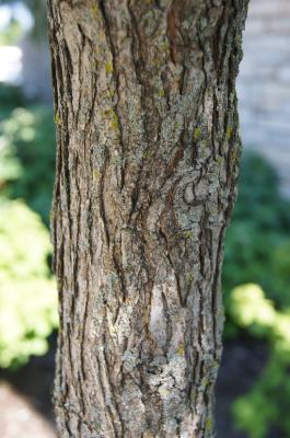 Ulmus 'Morton Glossy' (TRIUMPH) (TRIUMPH™ Elm), bark, stem