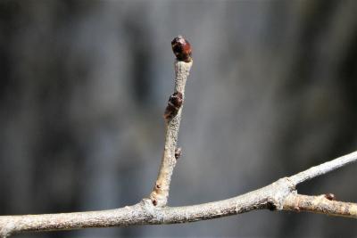 Ulmus (carpinifolia x pumila) (Smooth-leaved-Siberian Hybrid Elm) , bud, terminal