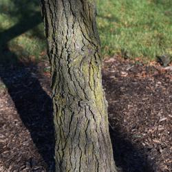 Ulmus alata (Winged Elm), bark, trunk