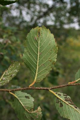 Ulmus ×intermedia (Siberian-slippery Elm Hybrid), leaf, lower surface