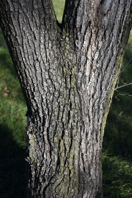 Ulmus ×hollandica 'Rugosa Pendula' (Rugosa Weeping Netherland Elm), bark, mature
