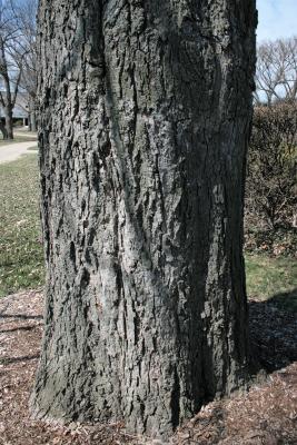 Ulmus americana 'Moline' (Moline American Elm), bark, trunk