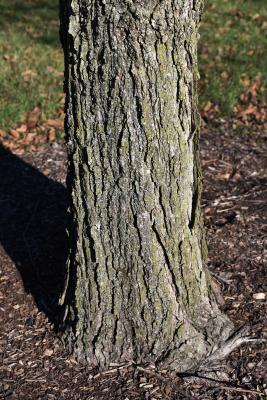 Ulmus bergmanniana var. lasiophylla (Hairy-leaved Bergmann's Elm), bark, mature