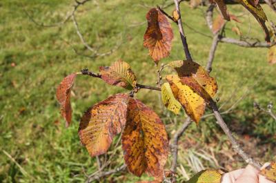 Ulmus chenmoui (Chenmou Elm), leaf, fall