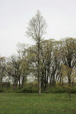 Ulmus ×hollandica 'Klemmer' (Klemmer Netherland Elm), habit, spring