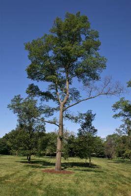 Ulmus ×hollandica 'Klemmer' (Klemmer Netherland Elm), habit, summer