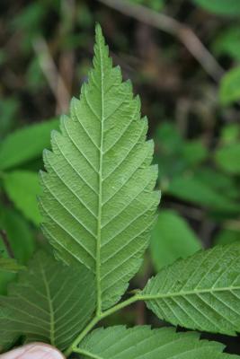 Ulmus ×intermedia (Siberian-slippery Elm Hybrid), leaf, lower surface