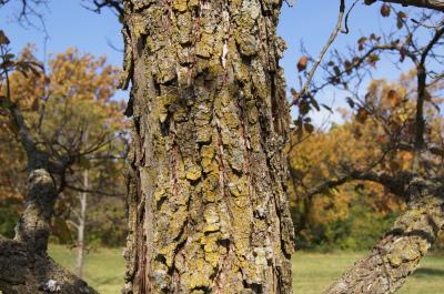 Ulmus chenmoui (Chenmou Elm), bark, trunk
