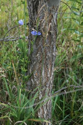 Ulmus ×intermedia (Siberian-slippery Elm Hybrid), bark, trunk