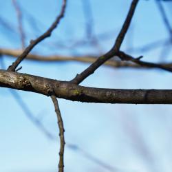 Ulmus ×hollandica 'Rugosa Pendula' (Rugosa Weeping Netherland Elm), bark, twig