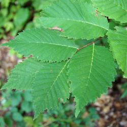Ulmus americana (American Elm), leaf, upper surface