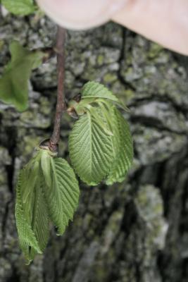Ulmus ×hollandica 'Klemmer' (Klemmer Netherland Elm), leaf, young