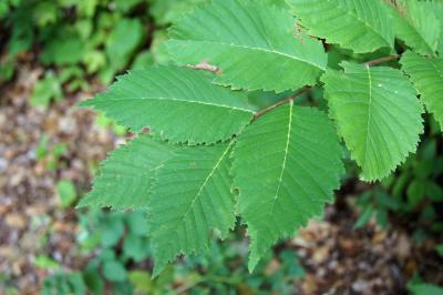Ulmus americana (American Elm), leaf, upper surface